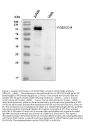 Anti-CD18/ITGB2 Antibody Picoband®