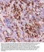 Anti-MyD88 Antibody Picoband®