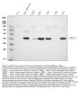 Anti-PD-L1/CD274 Antibody Picoband®
