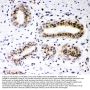 Anti-RUNX1/AML1 Antibody Picoband®