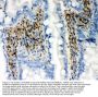 Anti-RUNX1/AML1 Antibody Picoband®