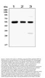 Anti-RUNX1/AML1 Antibody Picoband®