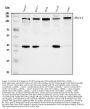 Anti-SIRT1 Antibody Picoband®