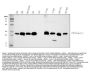 Anti-Caveolin-1/CAV1 Antibody Picoband®