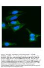 Anti-Caveolin-2/CAV2 Antibody Picoband®
