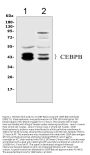Anti-CEBP Beta/CEBPB Antibody Picoband®