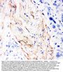 Anti-Decorin/DCN Antibody Picoband®