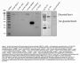 Anti-Decorin/DCN Antibody Picoband®