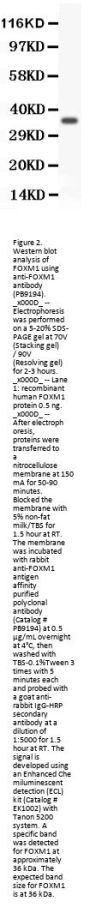 Anti-FOXM1 Antibody Picoband®