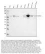 Anti-GCLC Antibody Picoband®