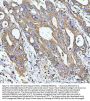 Anti-GCLC Antibody Picoband®