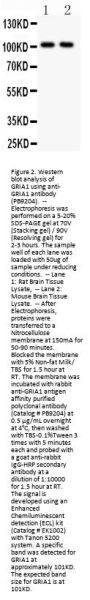 Anti-Glutamate Receptor 1/GRIA1 Antibody Picoband®