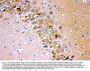 Anti-Glutamate Receptor 1/GRIA1 Antibody Picoband®