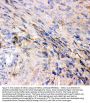 Anti-Glutamate Receptor 1/GRIA1 Antibody Picoband®