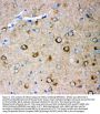 Anti-Ionotropic Glutamate receptor 2/GRIA2 Antibody Picoband®