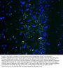 Anti-Ionotropic Glutamate receptor 2/GRIA2 Antibody Picoband®