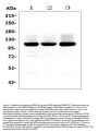 Anti-Ionotropic Glutamate receptor 2/GRIA2 Antibody Picoband®