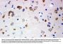 Anti-Ionotropic Glutamate receptor 2/GRIA2 Antibody Picoband®