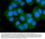Anti-Ionotropic Glutamate receptor 2/GRIA2 Antibody Picoband®