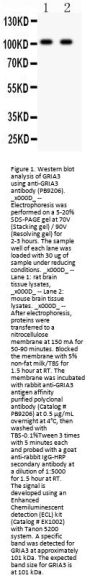 Anti-Glutamate receptor 3/GRIA3 Antibody Picoband®