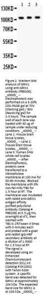 Anti-GRIK1 Antibody Picoband®