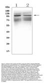 Anti-GRIK1 Antibody Picoband®