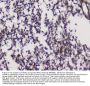 Anti-GRIK1 Antibody Picoband®