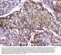 Anti-GRIK1 Antibody Picoband®