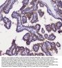 Anti-GRIK1 Antibody Picoband®