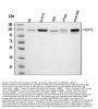 Anti-HCN1 Antibody Picoband®