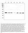 Anti-Heme oxygenase 2/HMOX2 Antibody Picoband®