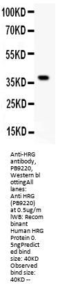 Anti-HRG Antibody Picoband®