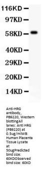 Anti-HRG Antibody Picoband®