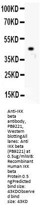 Anti-IKK beta/IKBKB Antibody Picoband®