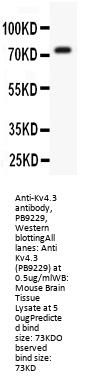 Anti-Kv4.3/KCND3 Antibody Picoband®