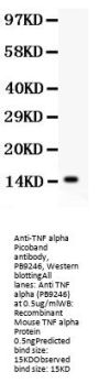 Anti-TNF alpha Antibody Picoband®