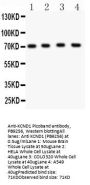 Anti-KCND1 Antibody Picoband®