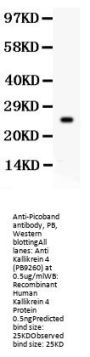 Anti-Kallikrein 4/KLK4 Antibody Picoband®