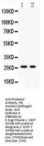 Anti-Kallikrein 4/KLK4 Antibody Picoband®