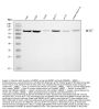 Anti-MCM7 Antibody Picoband®