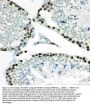 Anti-MCM7 Antibody Picoband®