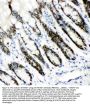 Anti-MCM7 Antibody Picoband®