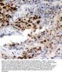 Anti-MCM7 Antibody Picoband®