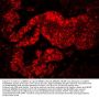 Anti-MCM7 Antibody Picoband®