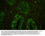 Anti-MCM7 Antibody Picoband®
