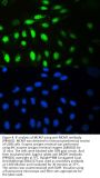 Anti-MCM7 Antibody Picoband®