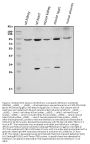 Anti-Mitofusin 1/MFN1 Antibody Picoband®