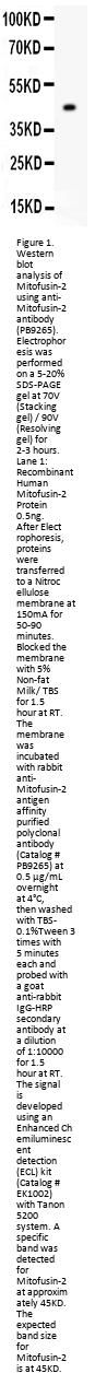 Anti-Mitofusin 2/MFN2 Antibody Picoband®