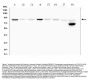 Anti-Mitofusin 2/MFN2 Antibody Picoband®