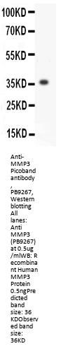 Anti-MMP3 Antibody Picoband®